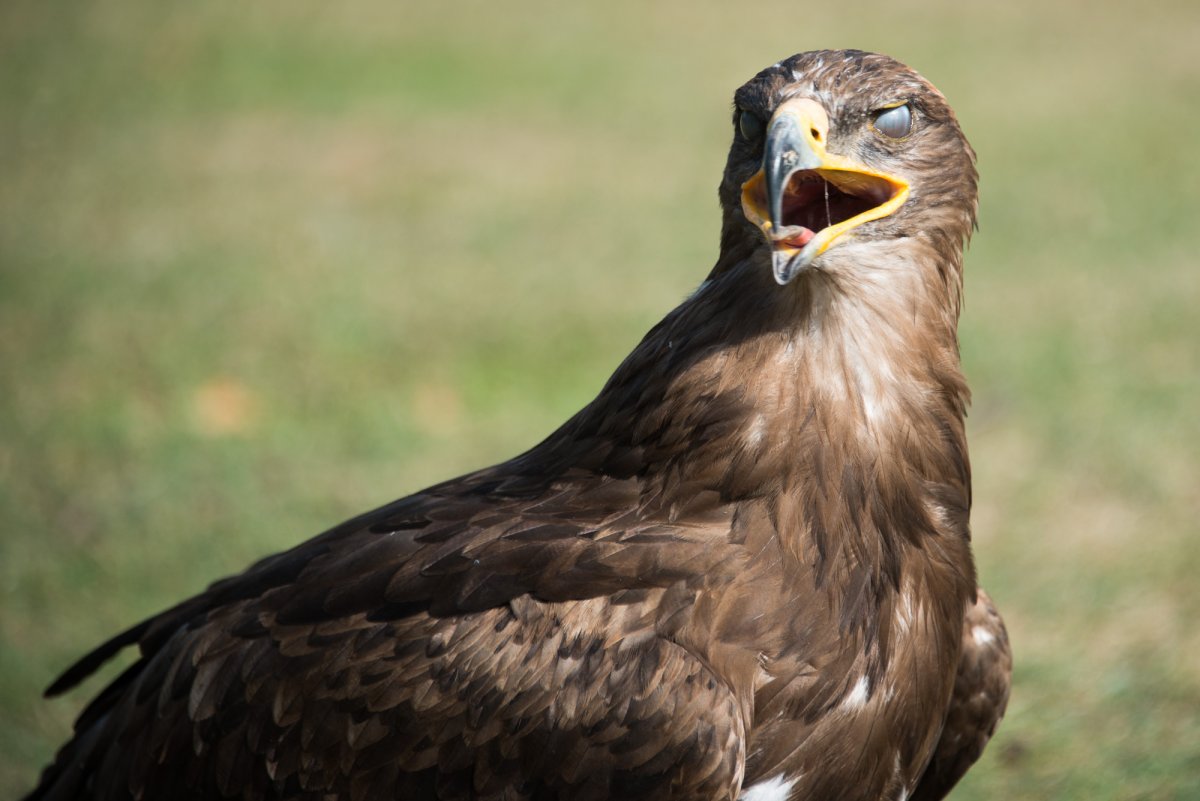 Forstmuseum