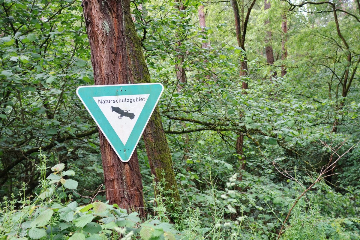 Im Woog von Hainstadt