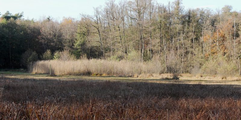 Lauternsee bei Klein-Auheim