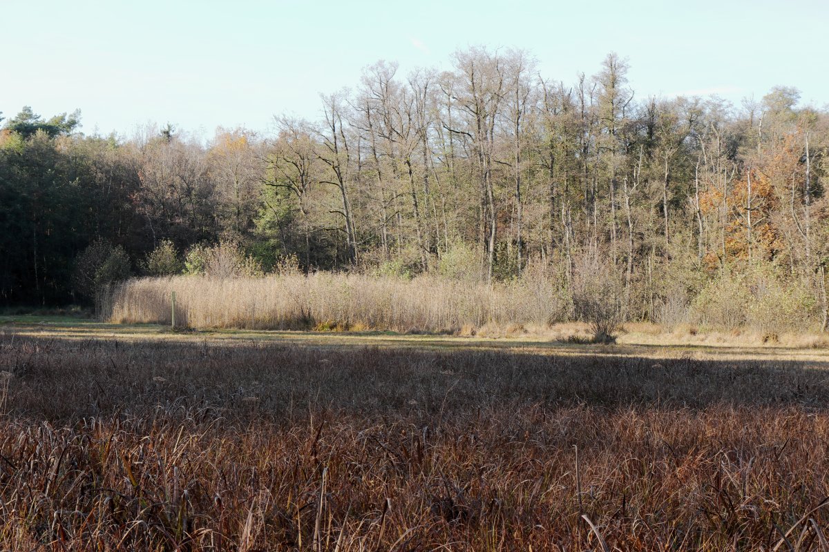 Lauternsee bei Klein-Auheim