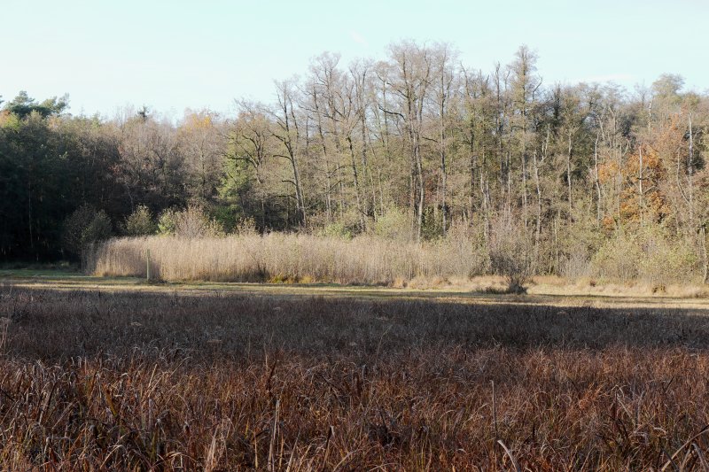 Lauternsee bei Klein-Auheim