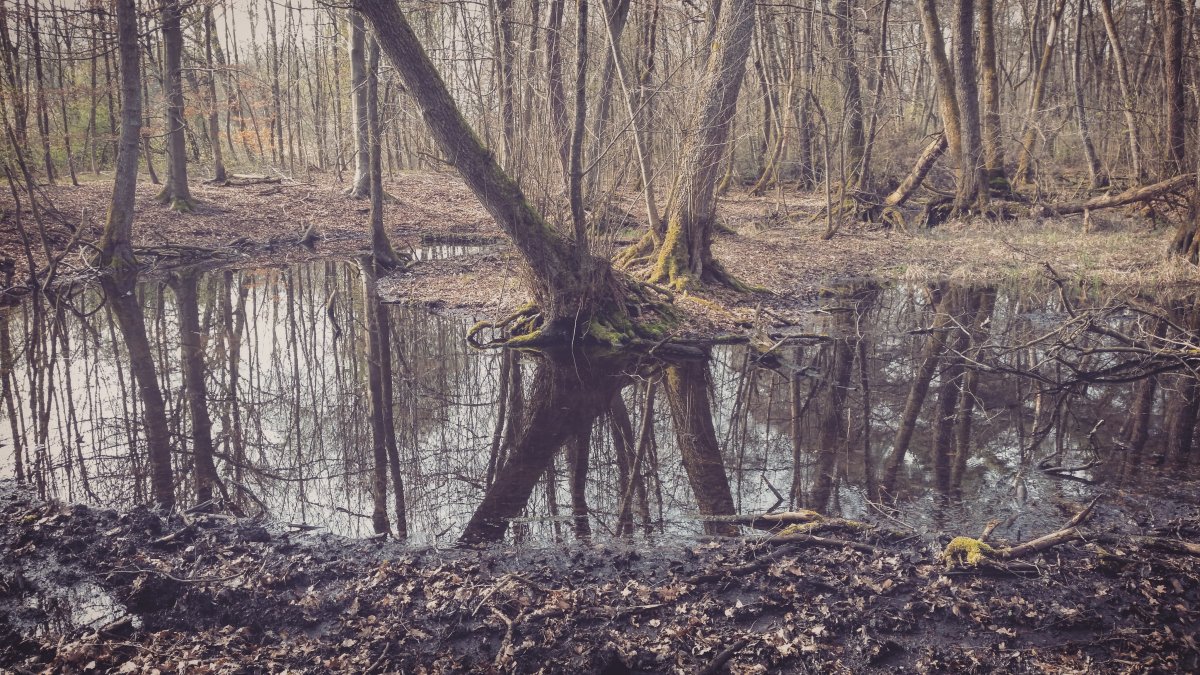 Schifflache bei Großauheim