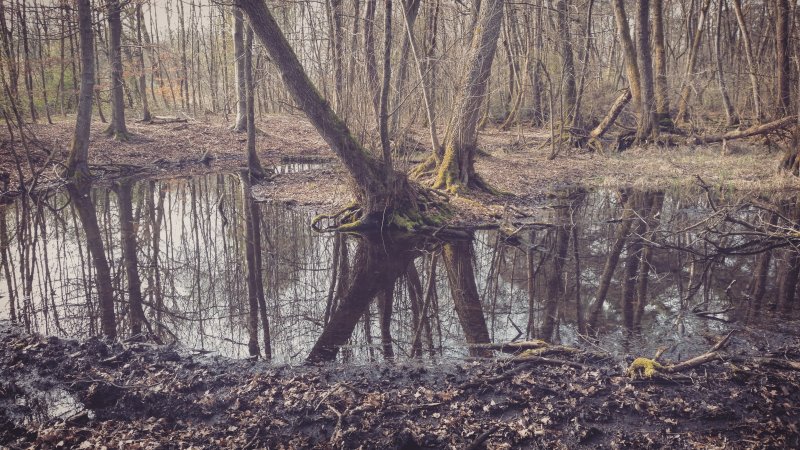 Schifflache bei Großauheim