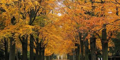 Stadtfriedhof Ricklingen