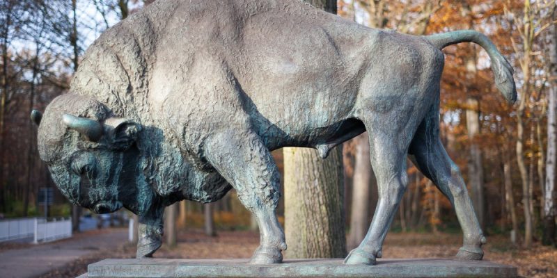 Wisent