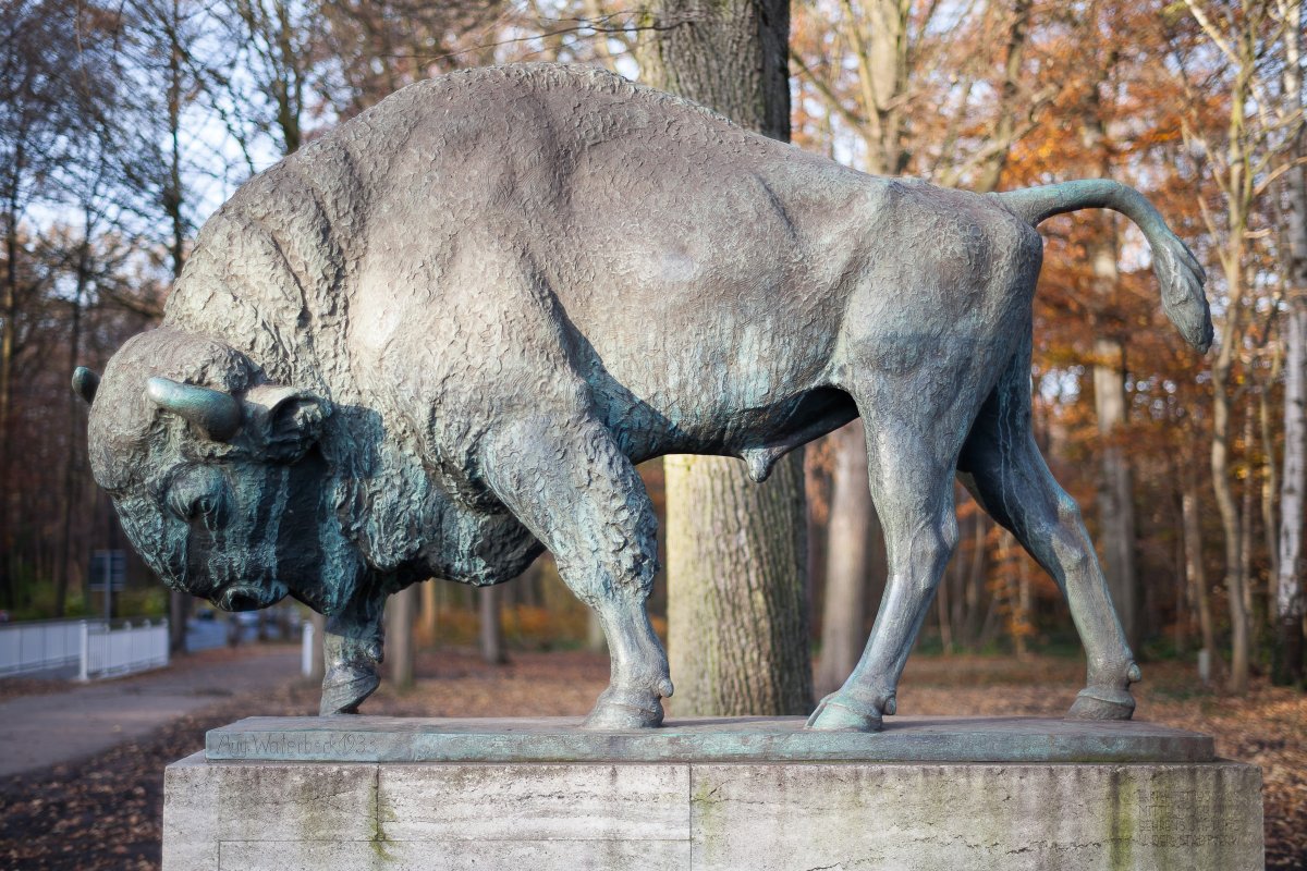 Wisent