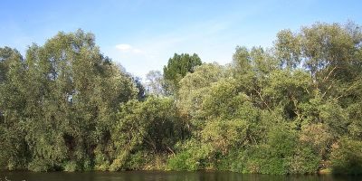Unterer Neckar: Altneckar Heidelberg-Wieblingen