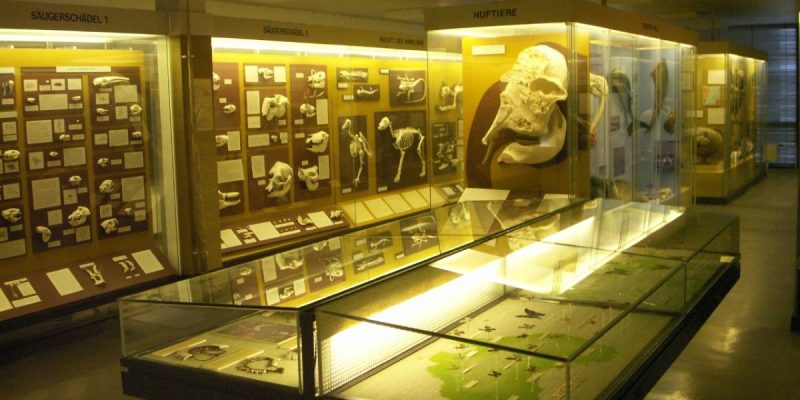 Zoologisches Museum