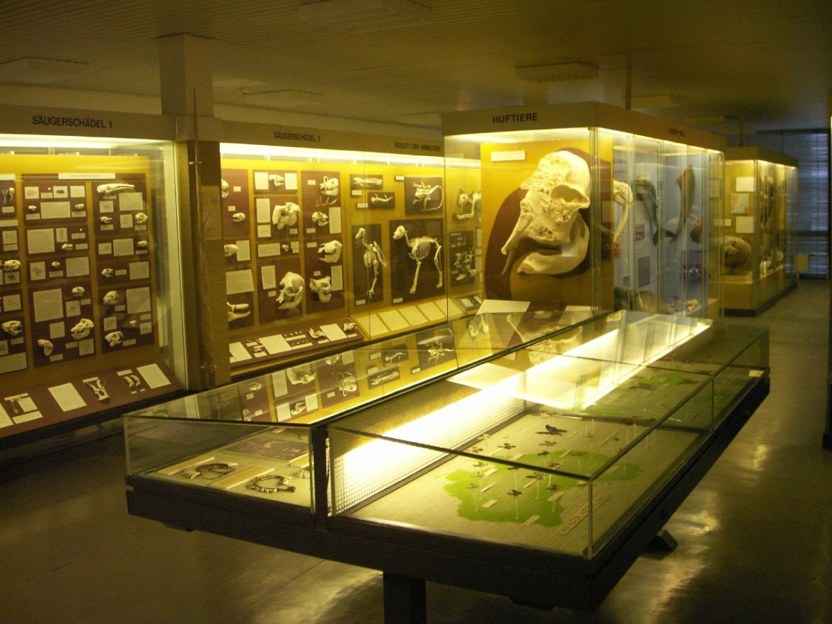 Zoologisches Museum