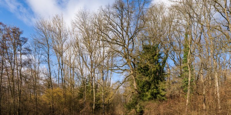 Hipfelhofer Wald