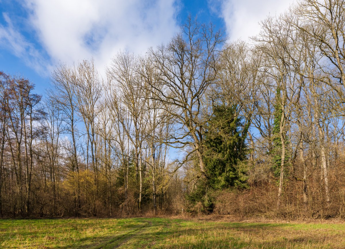 Hipfelhofer Wald
