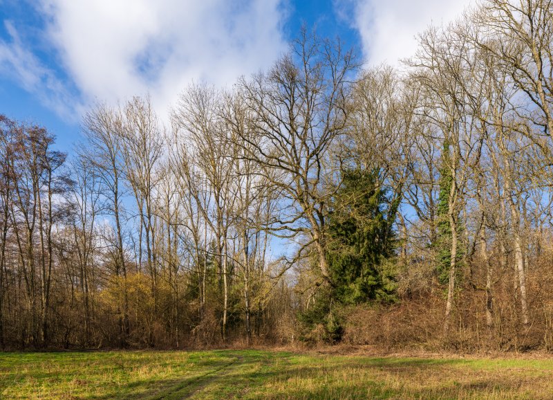 Hipfelhofer Wald