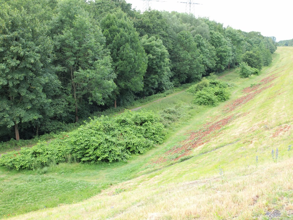 Resser Wäldchen