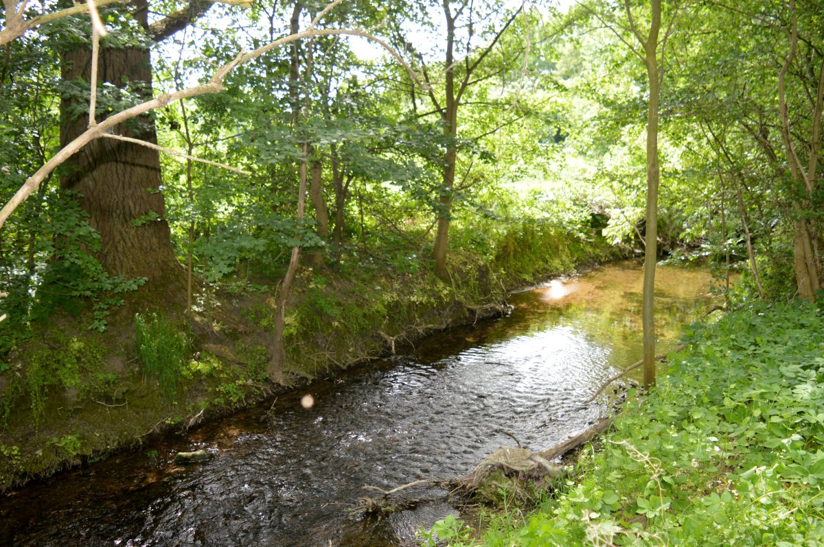 Beuster