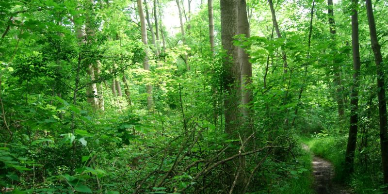 Finkenberg/ Lerchenberg