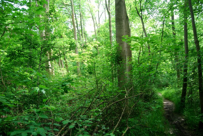 Finkenberg/ Lerchenberg