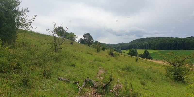 Gallberg