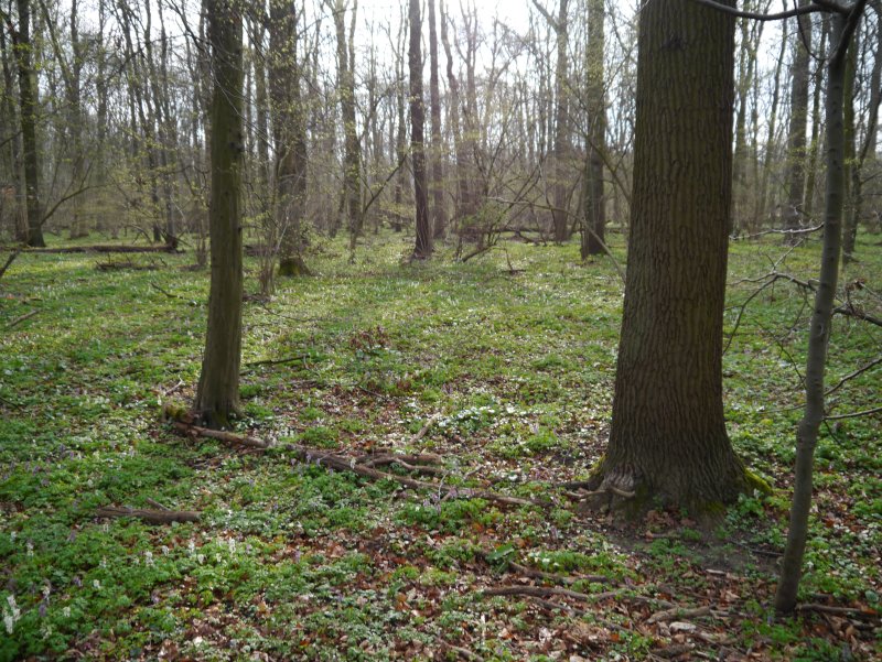 Naturschutzgebiet Haseder Busch