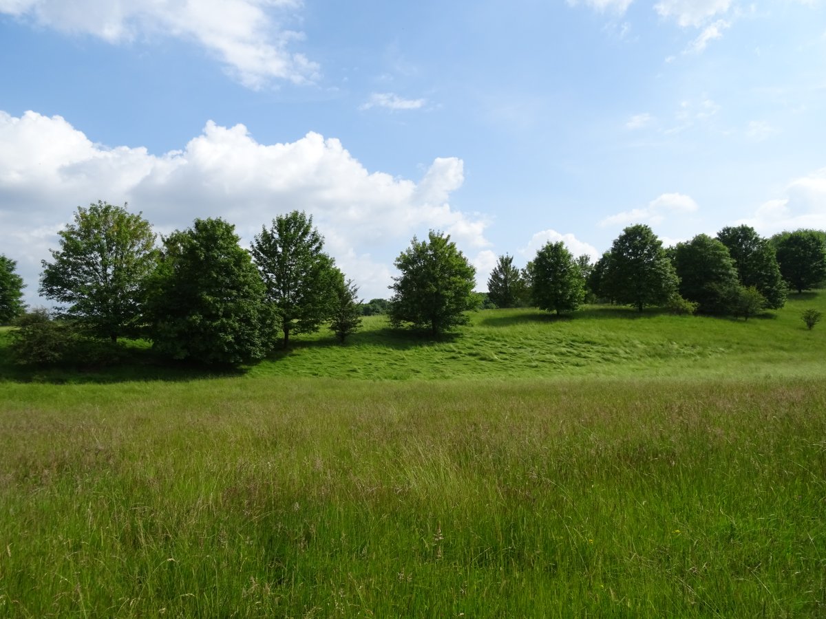 Naturschutzgebiet Lange Dreisch und Osterberg