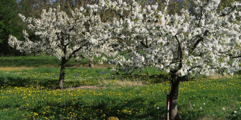 Hangflächen um den Heidesheimer Weg