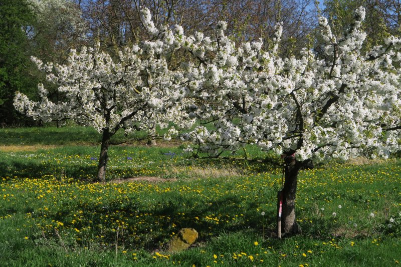 Hangflächen um den Heidesheimer Weg