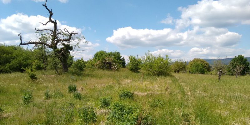 Ingelheimer Dünen und Sande