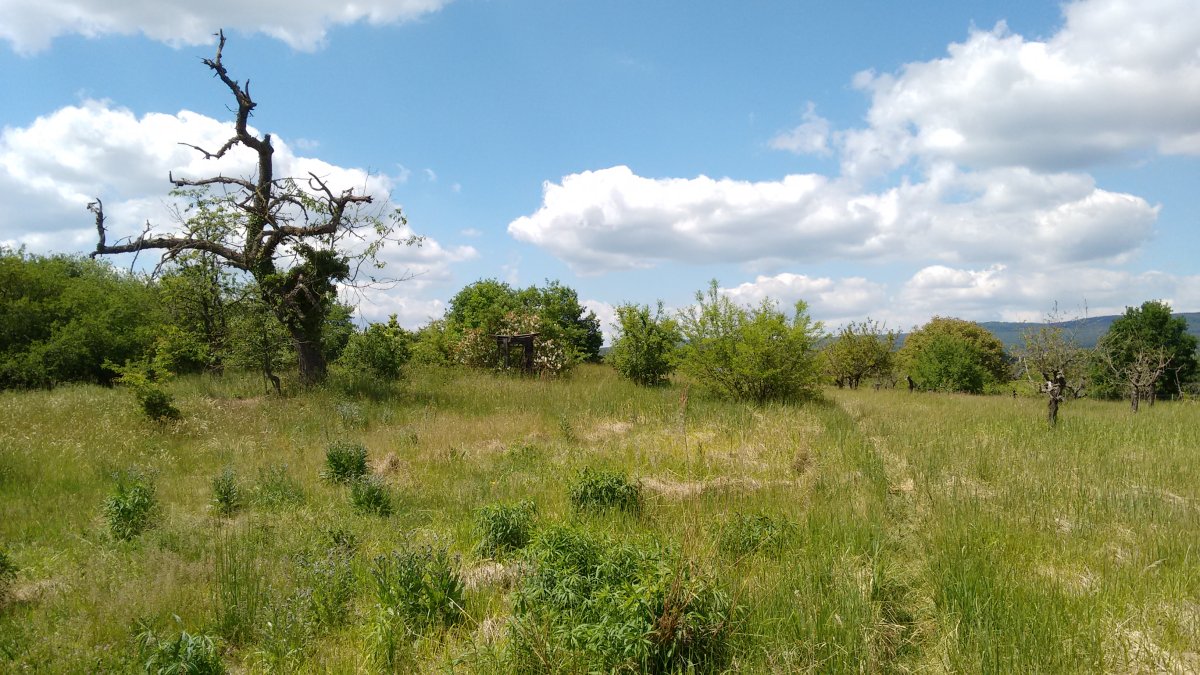 Ingelheimer Dünen und Sande