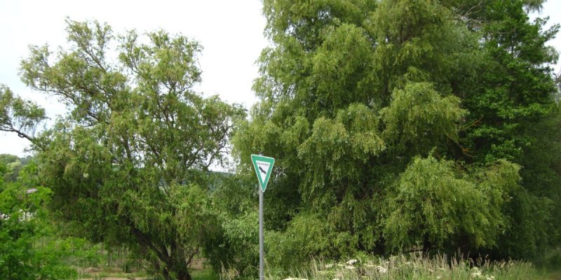 Naturschutzgebiet Gartenwiese