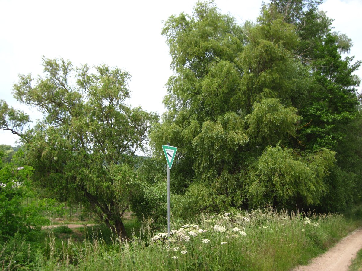 Naturschutzgebiet Gartenwiese