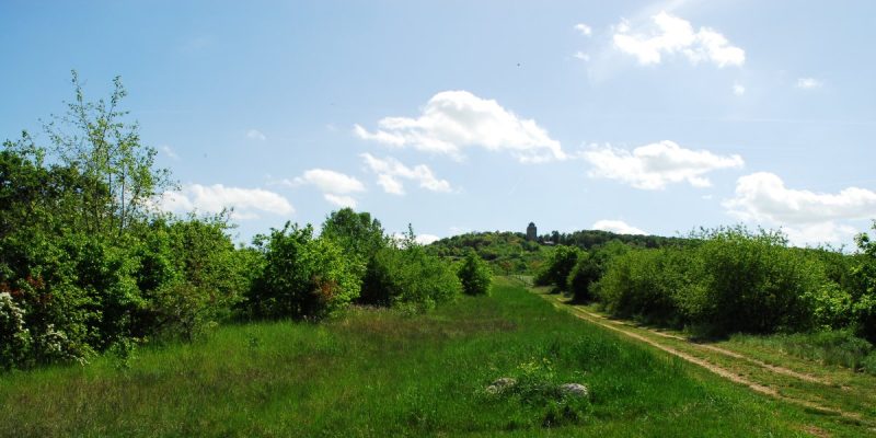 Naturschutzgebiet Nordausläufer Westerberg