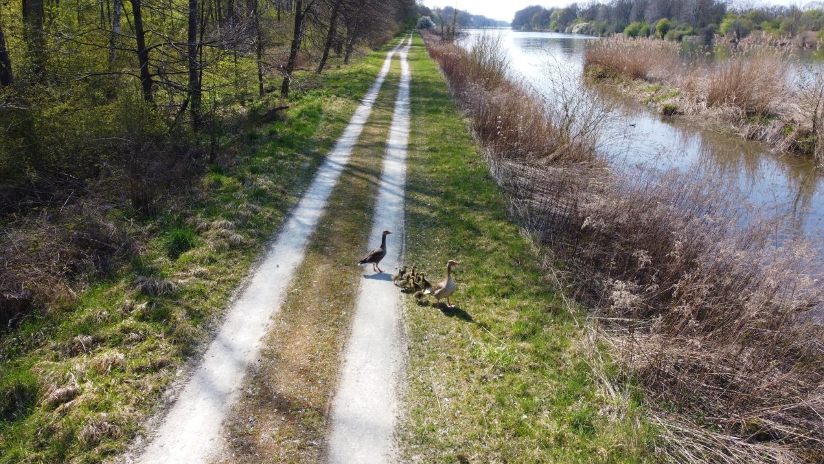 Donauauen an der Kälberschütt