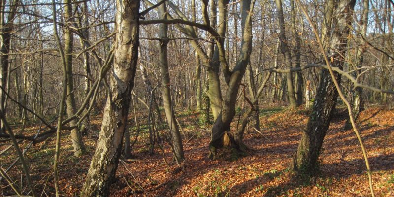 Duloh-Löbbecken-Kopf