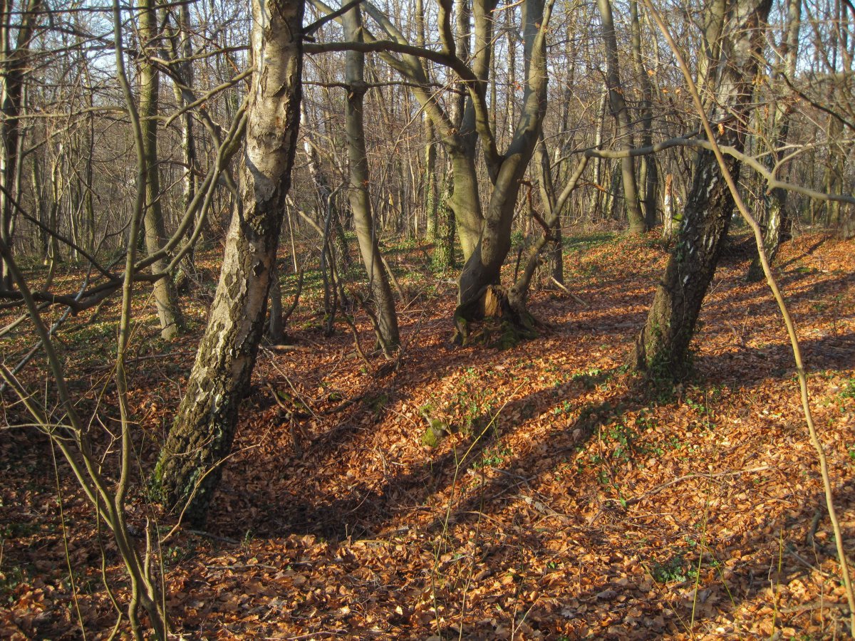 Duloh-Löbbecken-Kopf