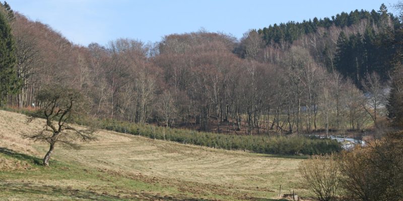 Kesberner Kalkbuchenwald