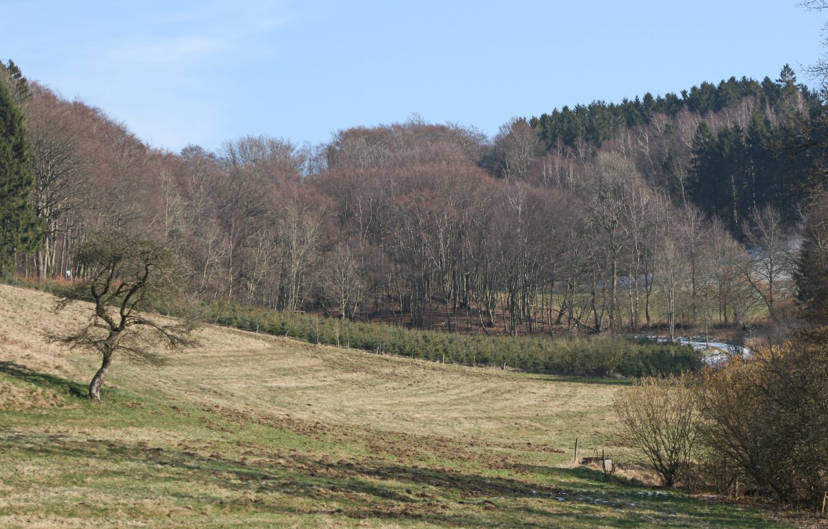 Kesberner Kalkbuchenwald