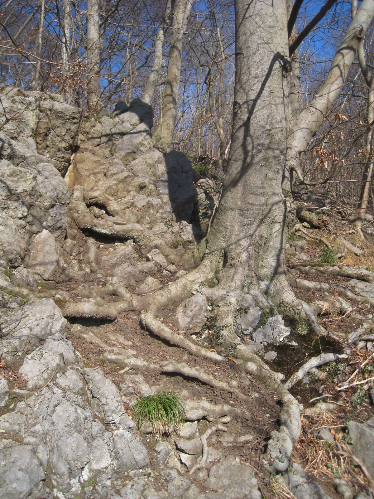 Sonderhorst (West 1)