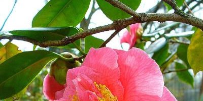 Botanischer Garten des KIT