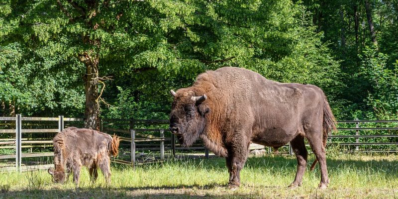 European bison