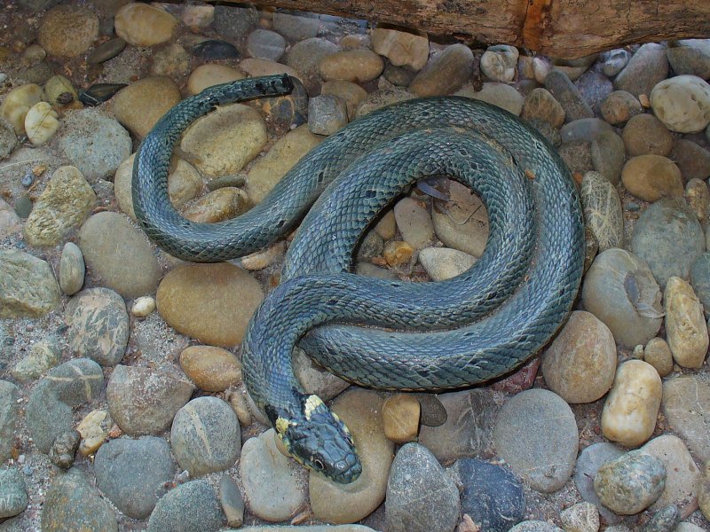 Naturschutzzentrum Rappenwört