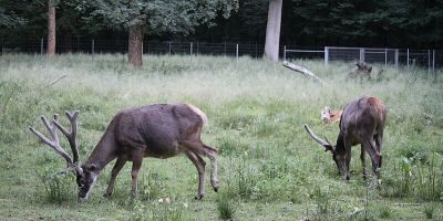 Tierpark Oberwald
