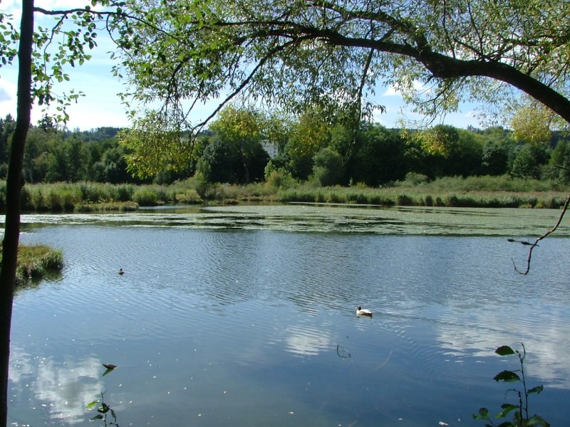 Naturpark Schwabelsberger Weiher