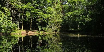 Düsternbrooker Gehölz