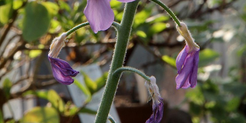 Major-Garten