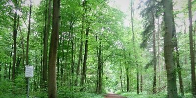 Projensdorfer Gehölz