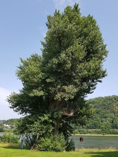 Hüttchesbaum