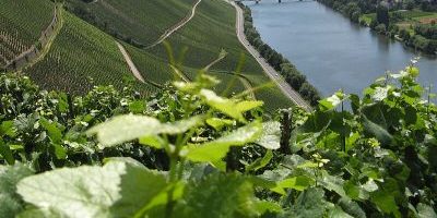Mosel