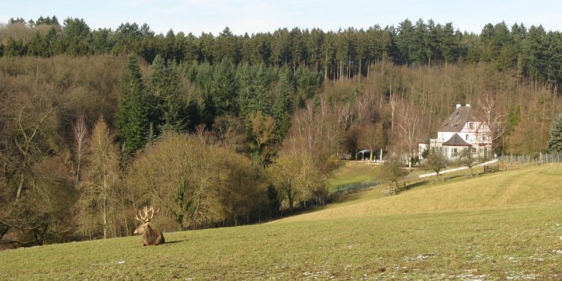 Wildpark Remstecken