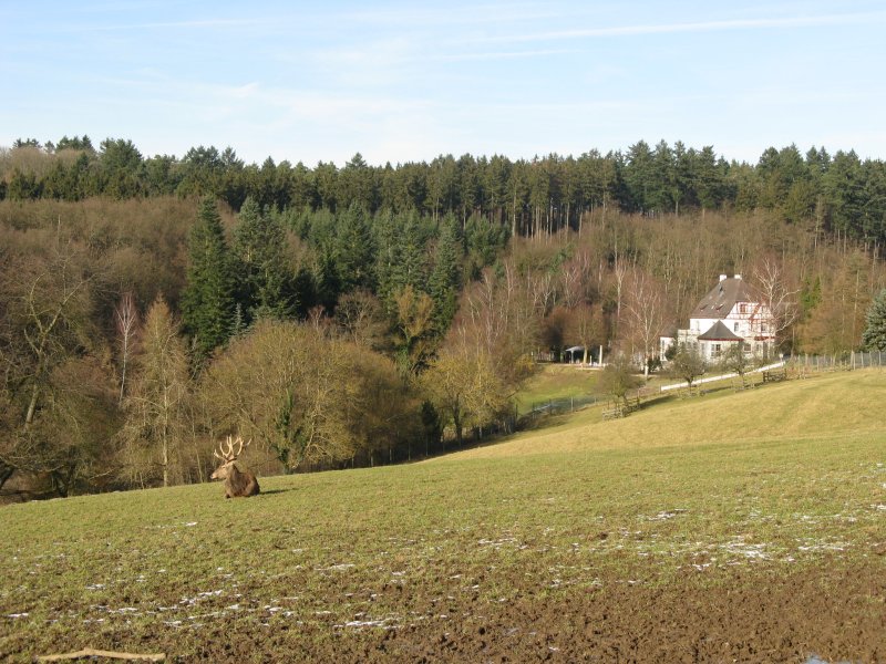 Wildpark Remstecken