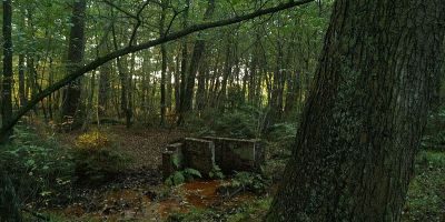 Gierather Wald