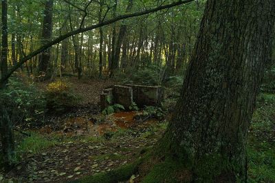 Gierather Wald